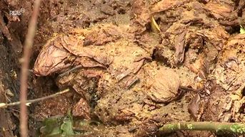 Sluikstorter dumpt honderden peren in natuurdomein Heibos in Kortenaken