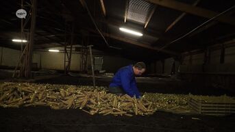 Reportage - grondwitloof van Van Haesendonck uit Zemst