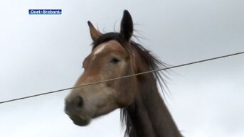 Paard dat regio doorkruiste voor operatie gestorven aan syndroom van Wobbler