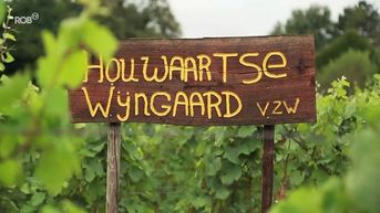 Zomertip: (sp)rankelend Hageland, genieten tussen de wijngaarden